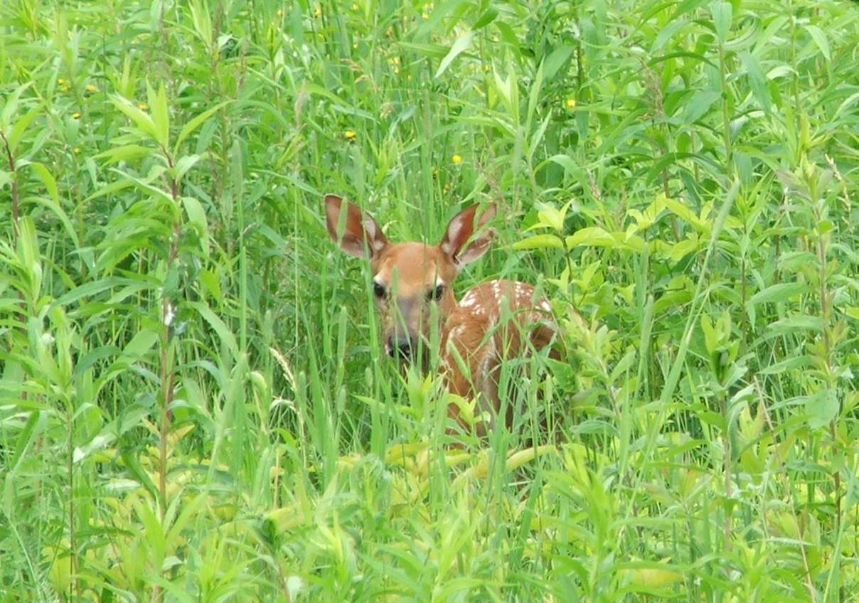 Fawn Hiding In The Tall Grass (user submitted)