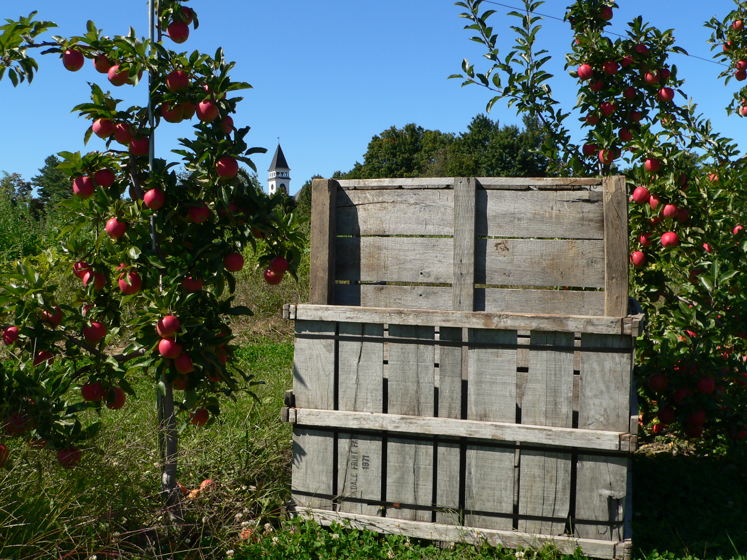Apple Picking (user submitted)