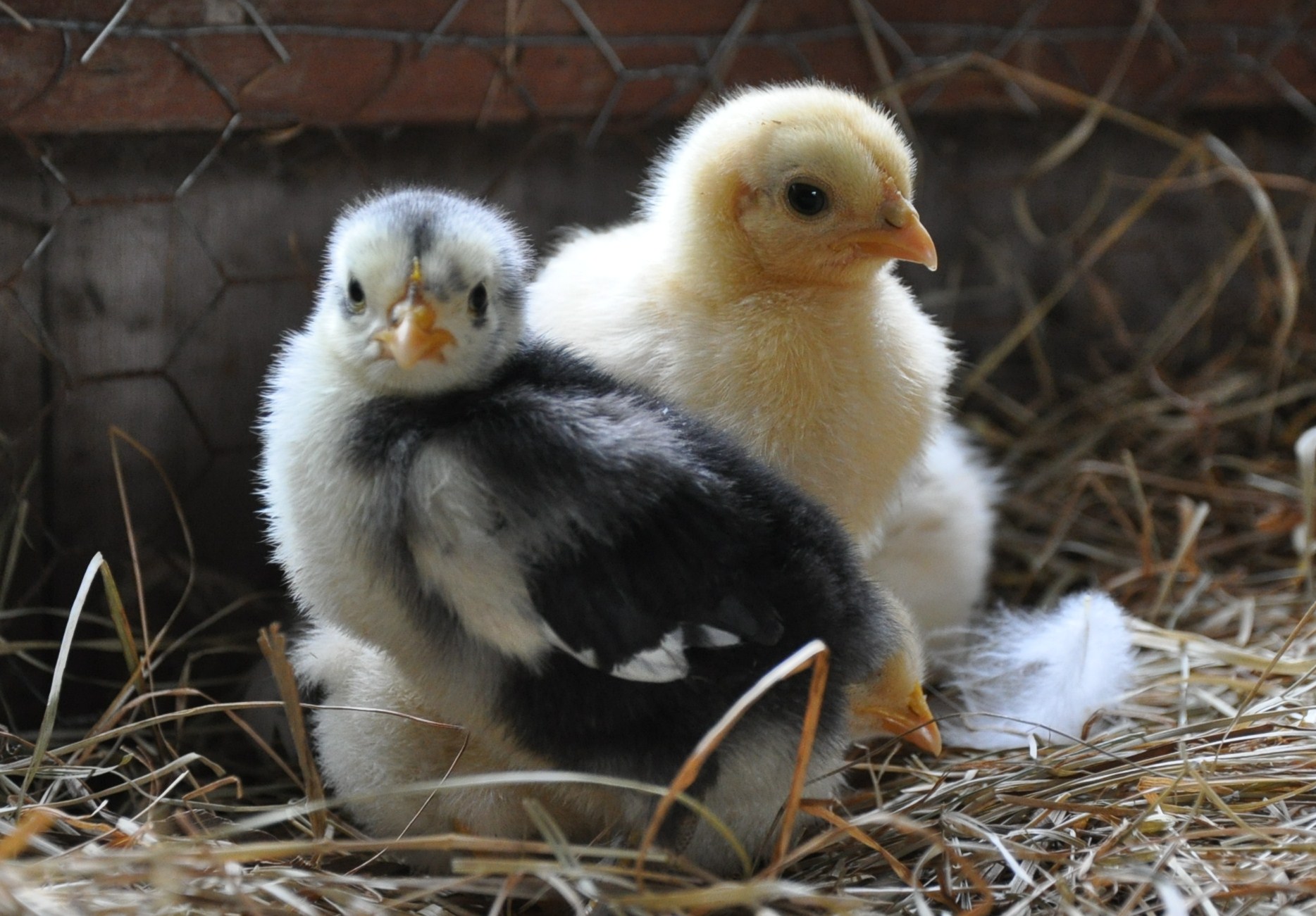 Sibling Chicks (user submitted)