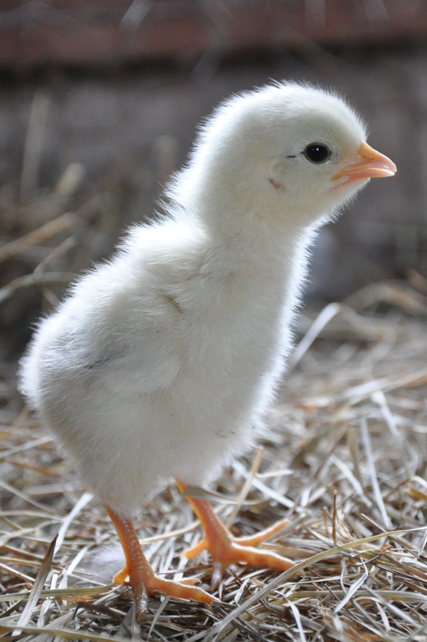 Baby Chick (user submitted)