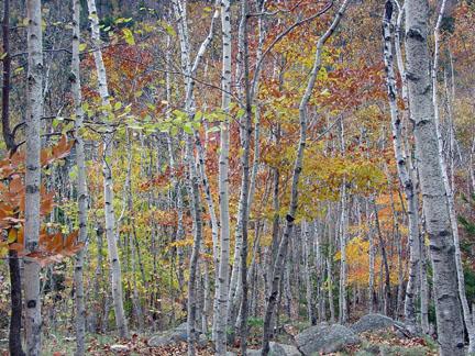Acadia Birches (user submitted)