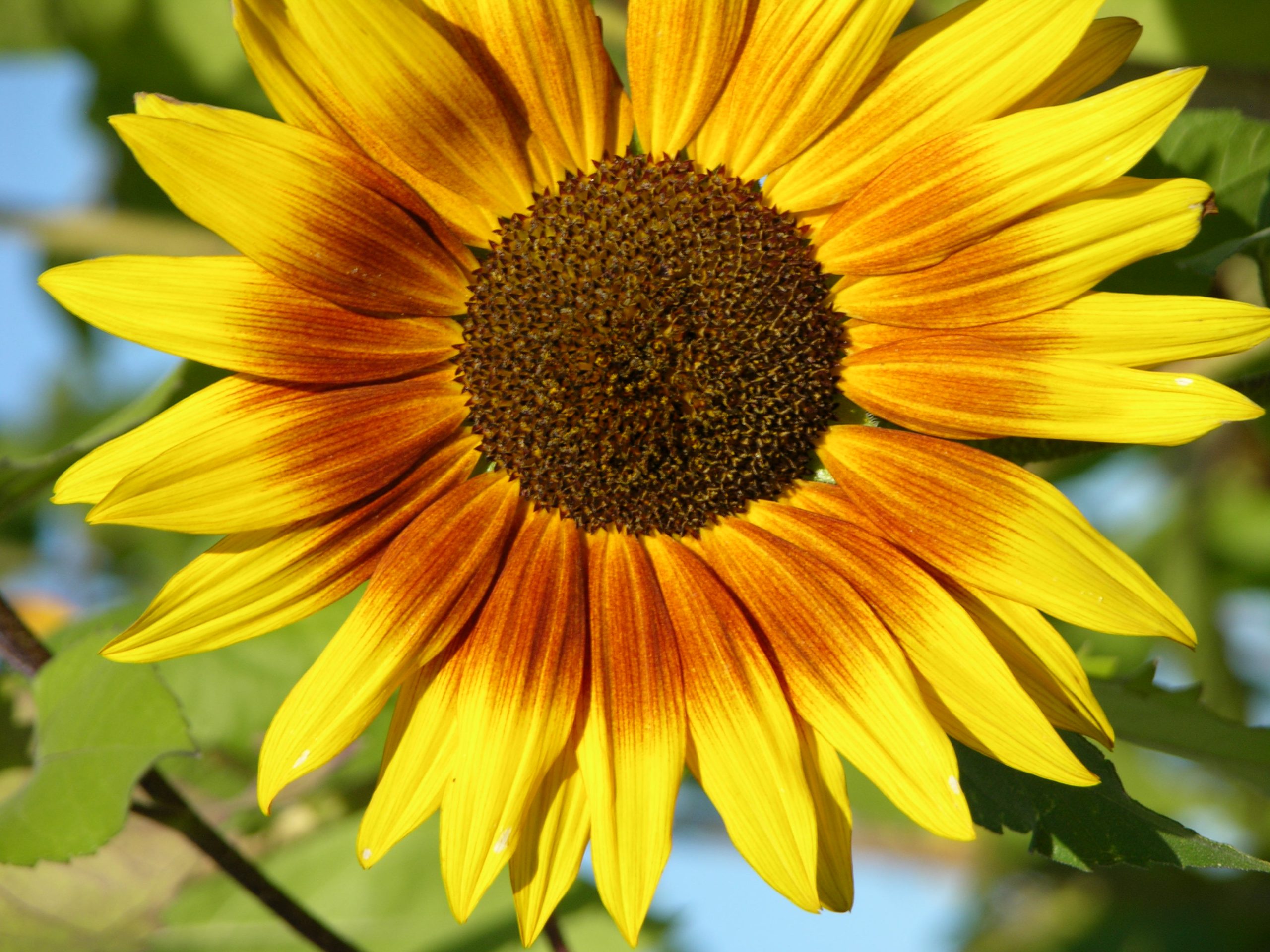 Sunflower # 2 (user submitted)