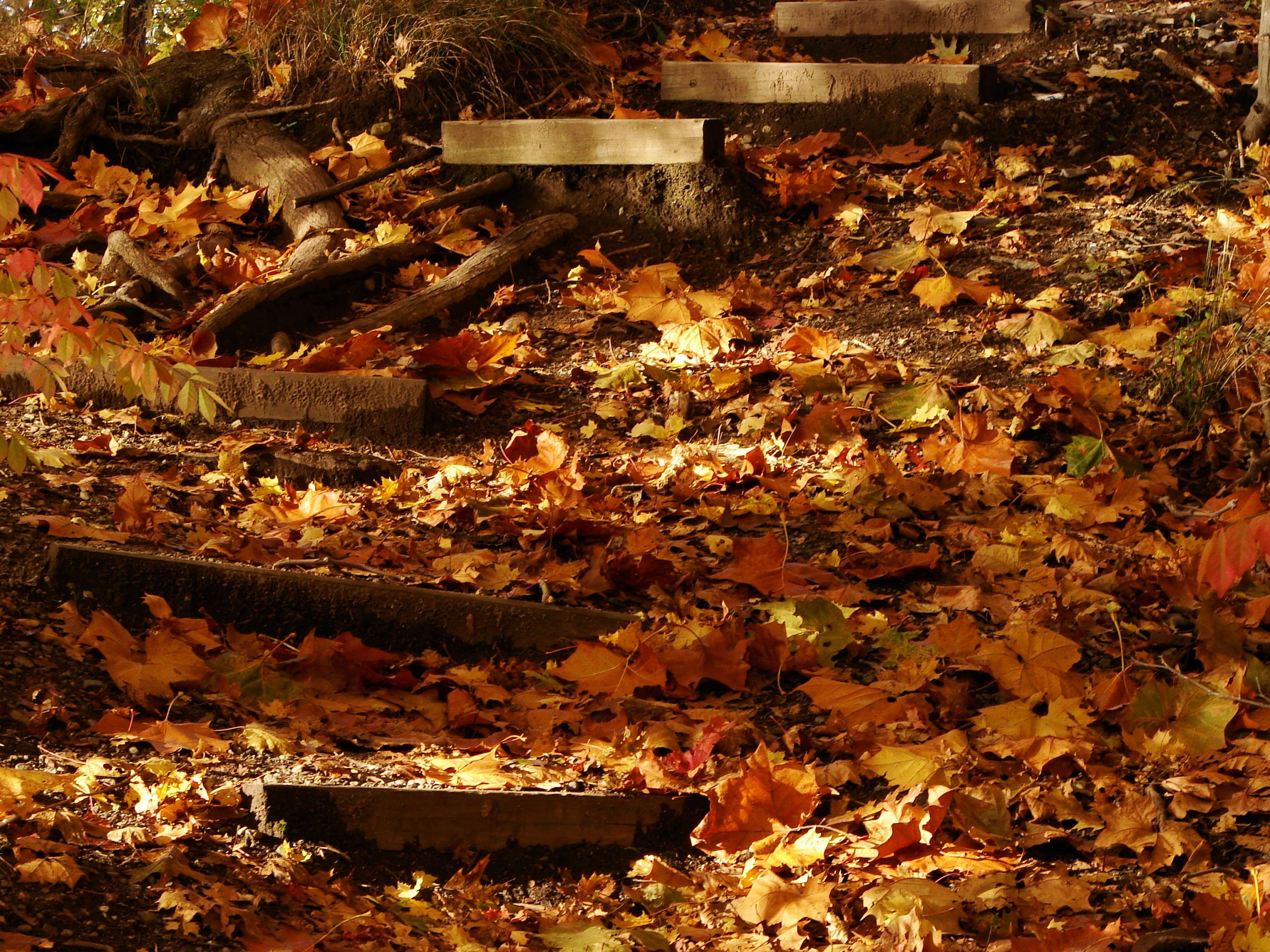 Autumn Covered Steps (user submitted)