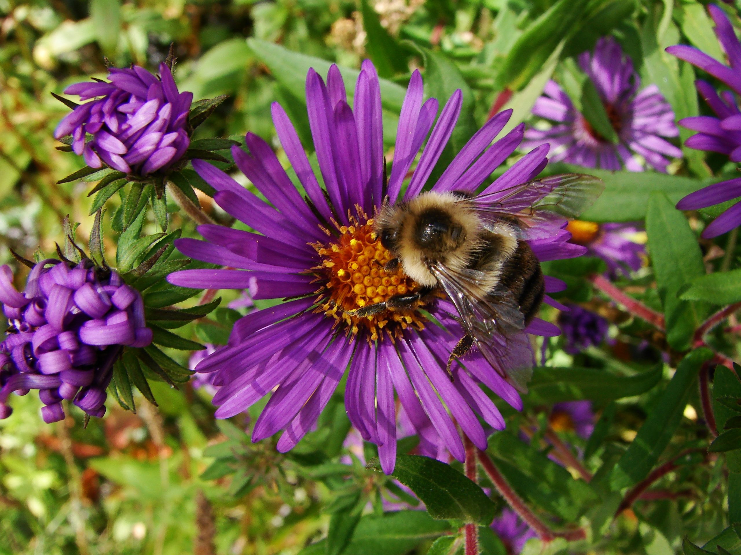 Bumble Bee On Aster (user submitted)
