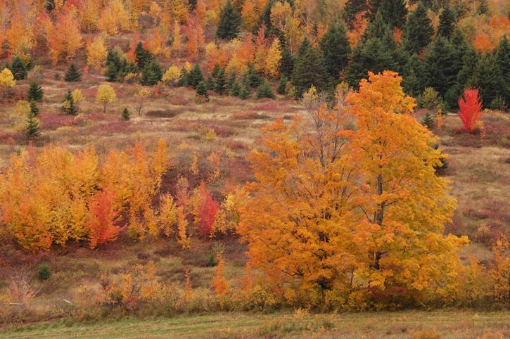 Fall Hillside in New Hampshire (user submitted)