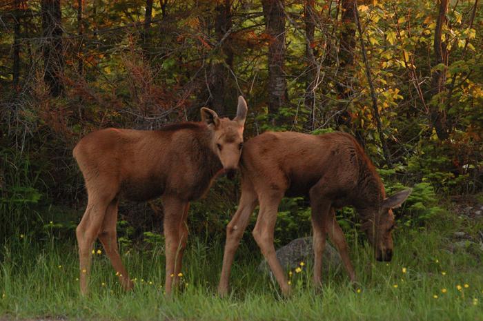 Twin Moose (user submitted)
