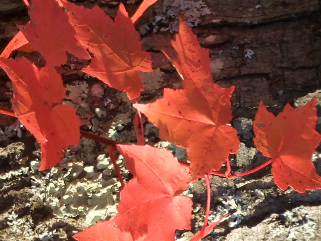 Red Maple Leaves (user submitted)