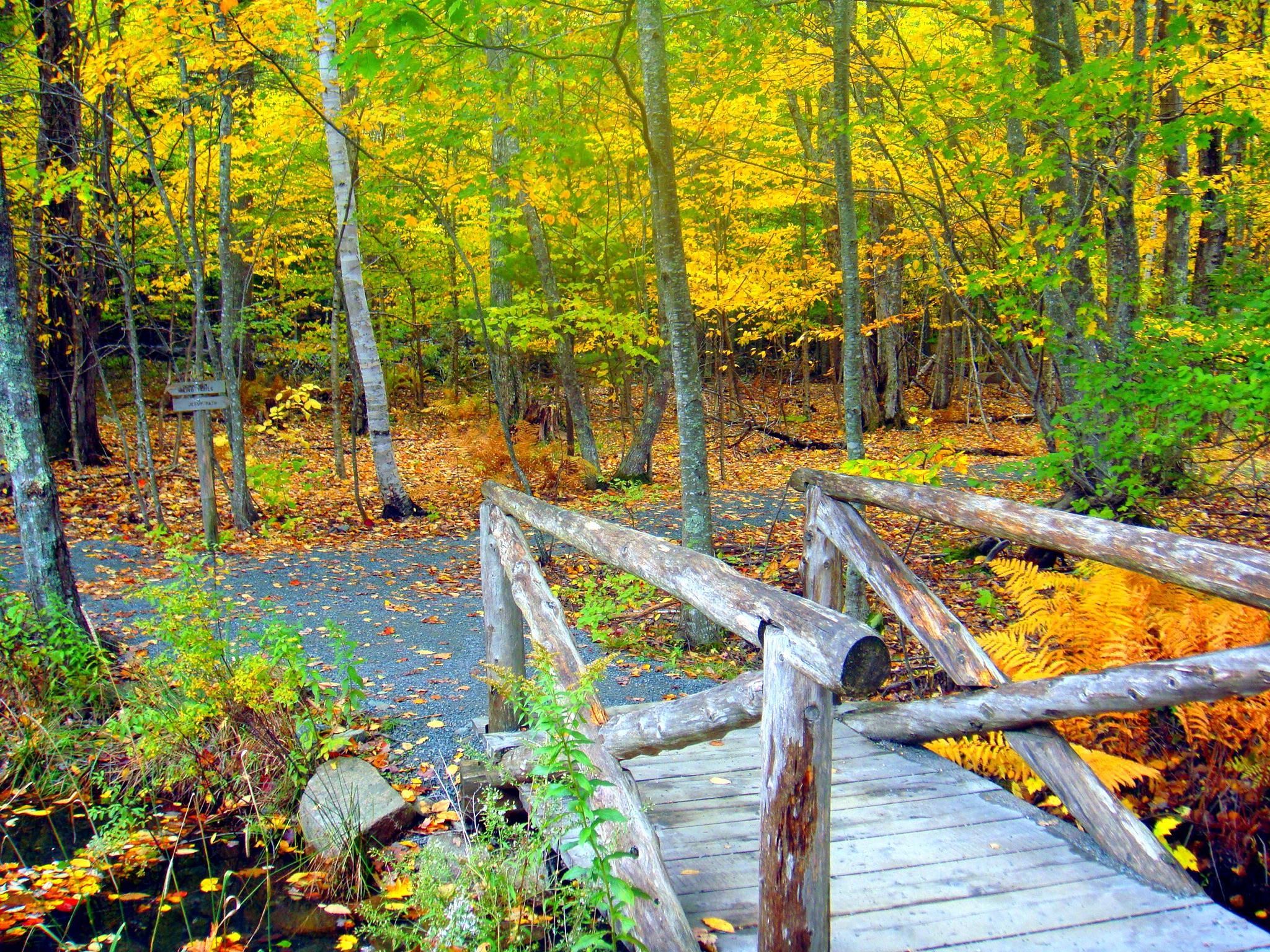 Wild Gardens Path In Acadia (user submitted)
