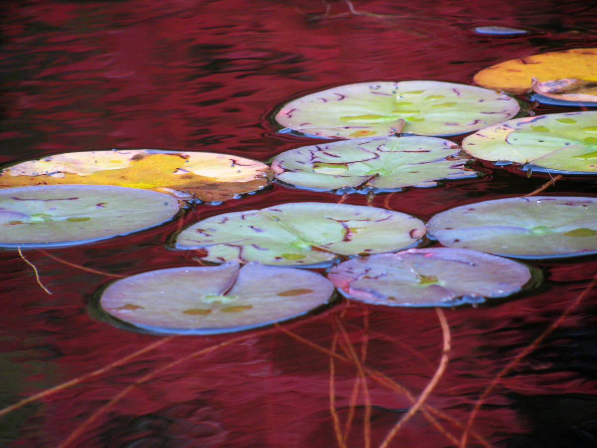 Autumn Reflections:  Lily Pads (user submitted)