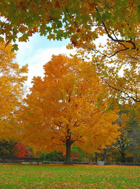 Golden Maple - New England