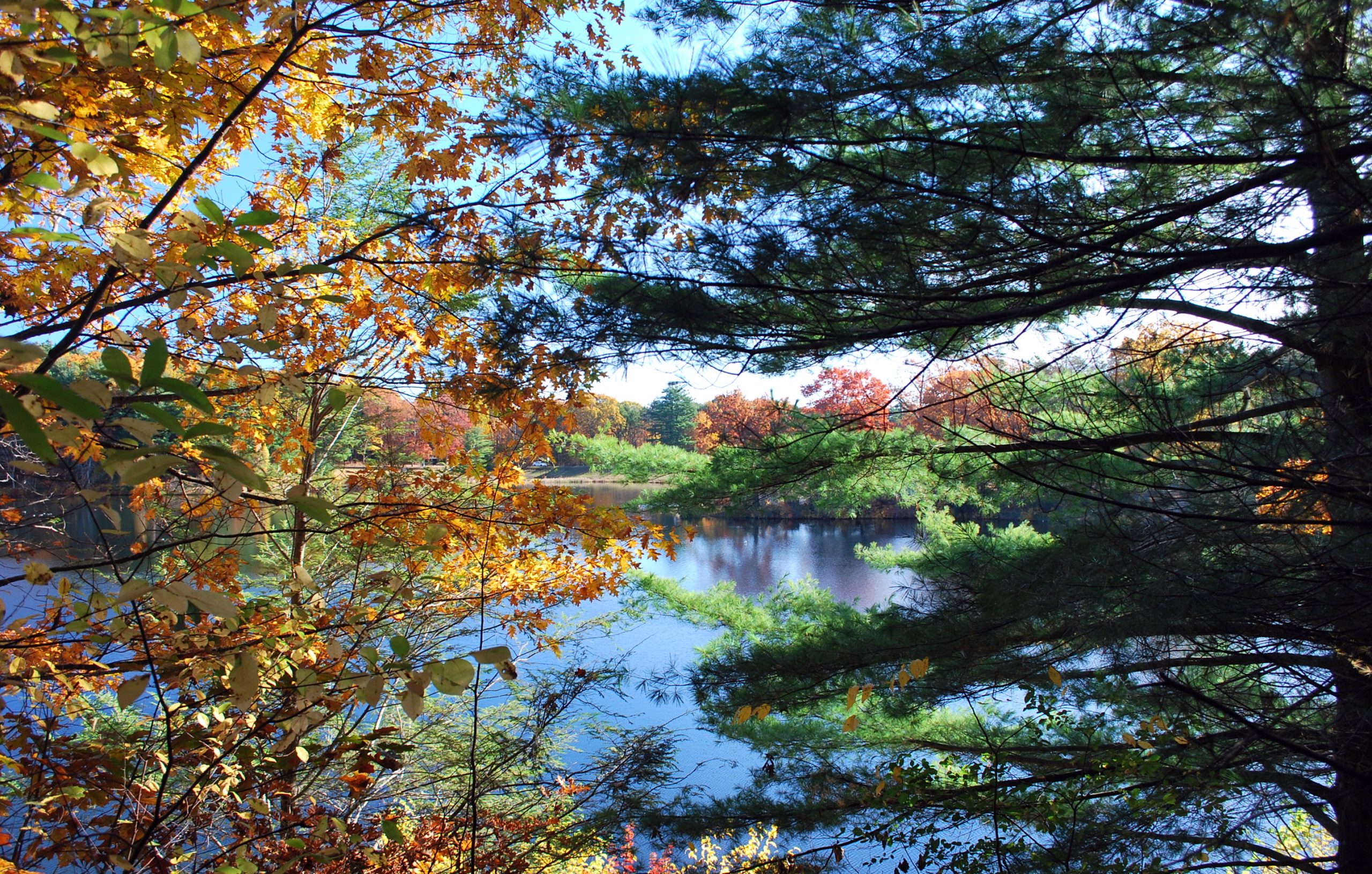 Spaulding Pond Through The Trees  (user submitted)