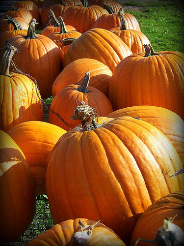 Plethora Of Pumpkins  (user submitted)