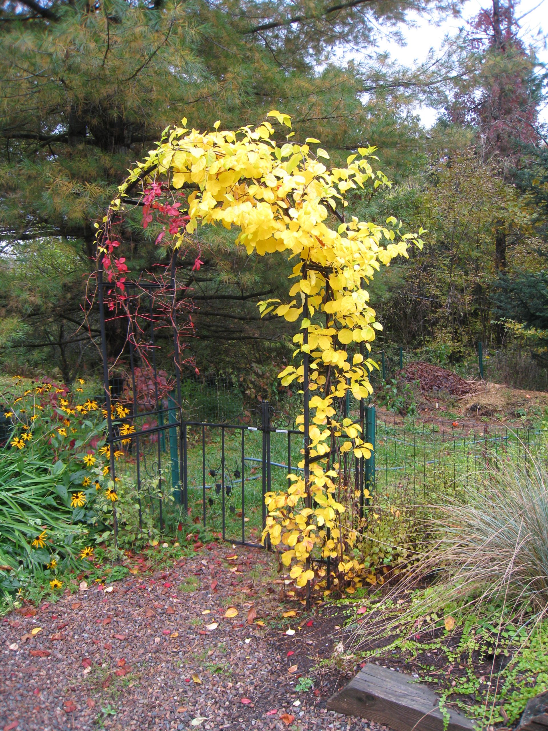 Yellow Vine  (user submitted)