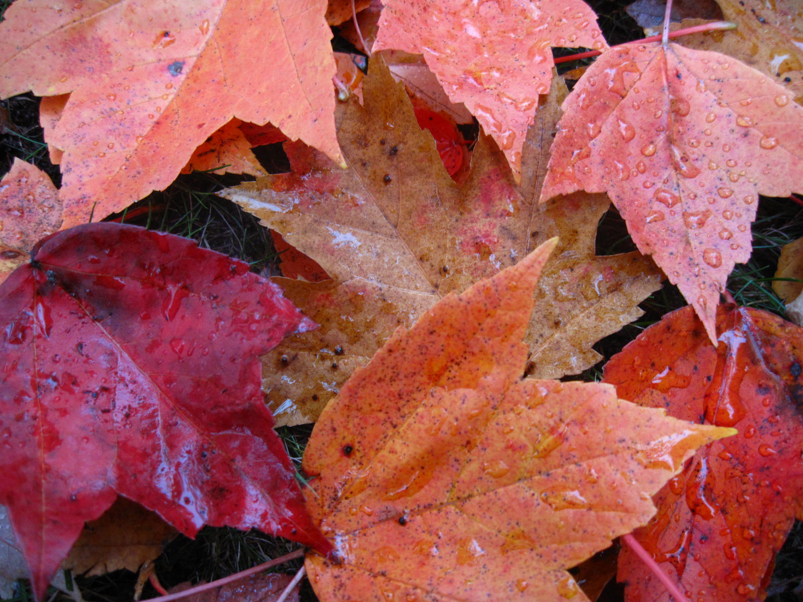Fall Leaves After The Rain (user submitted)