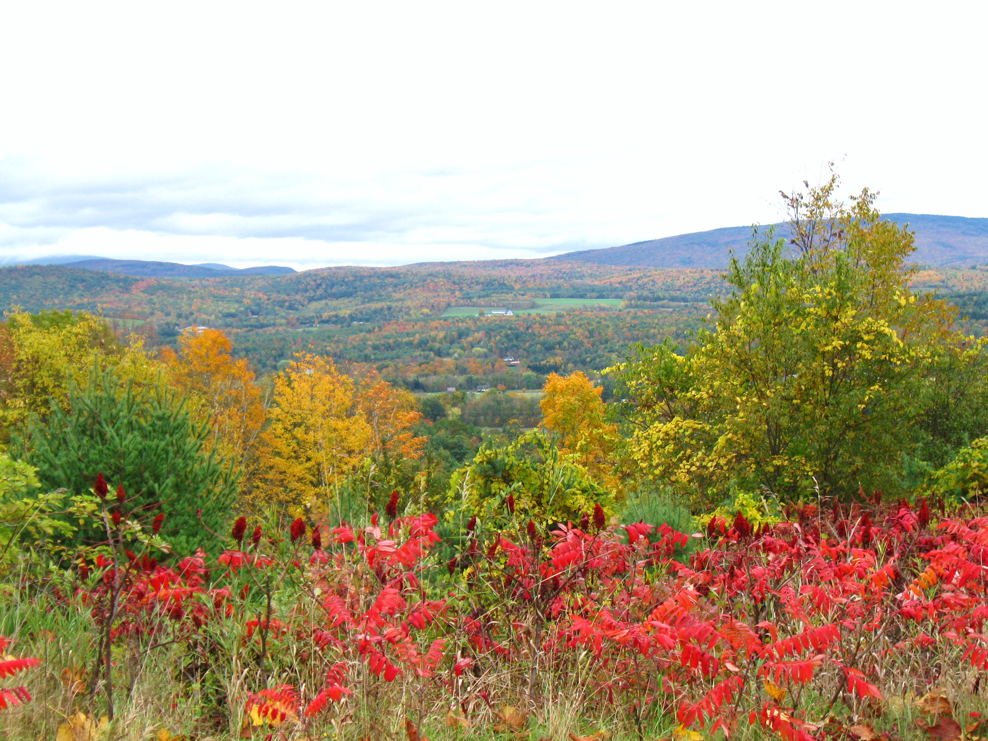 Foliage At Bradford, Vt New England Today