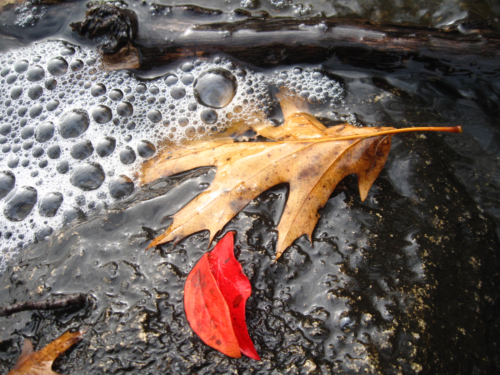 Bubbles And Fallen Leaves (user submitted)