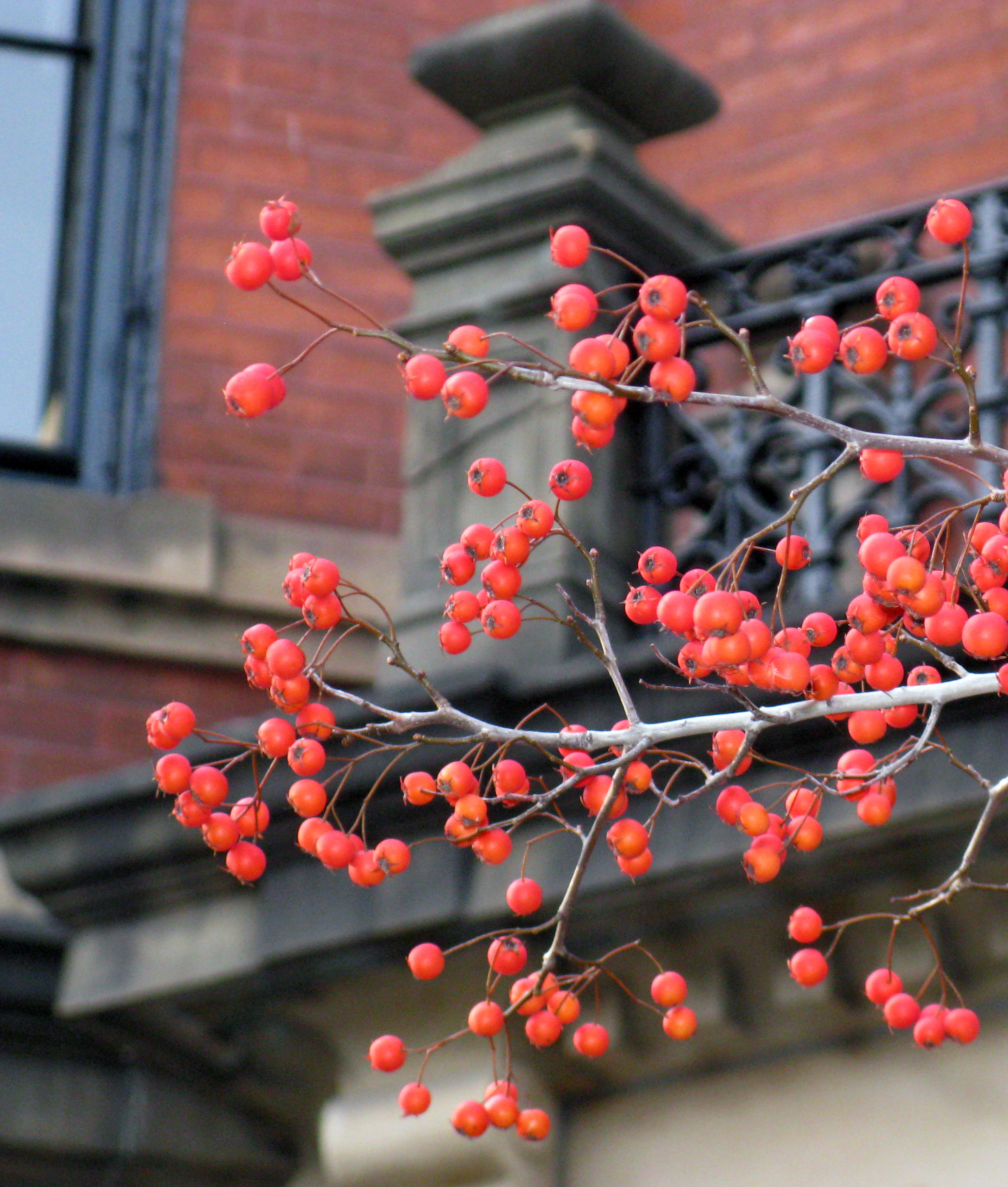 More Berries In The Back Bay (user submitted)