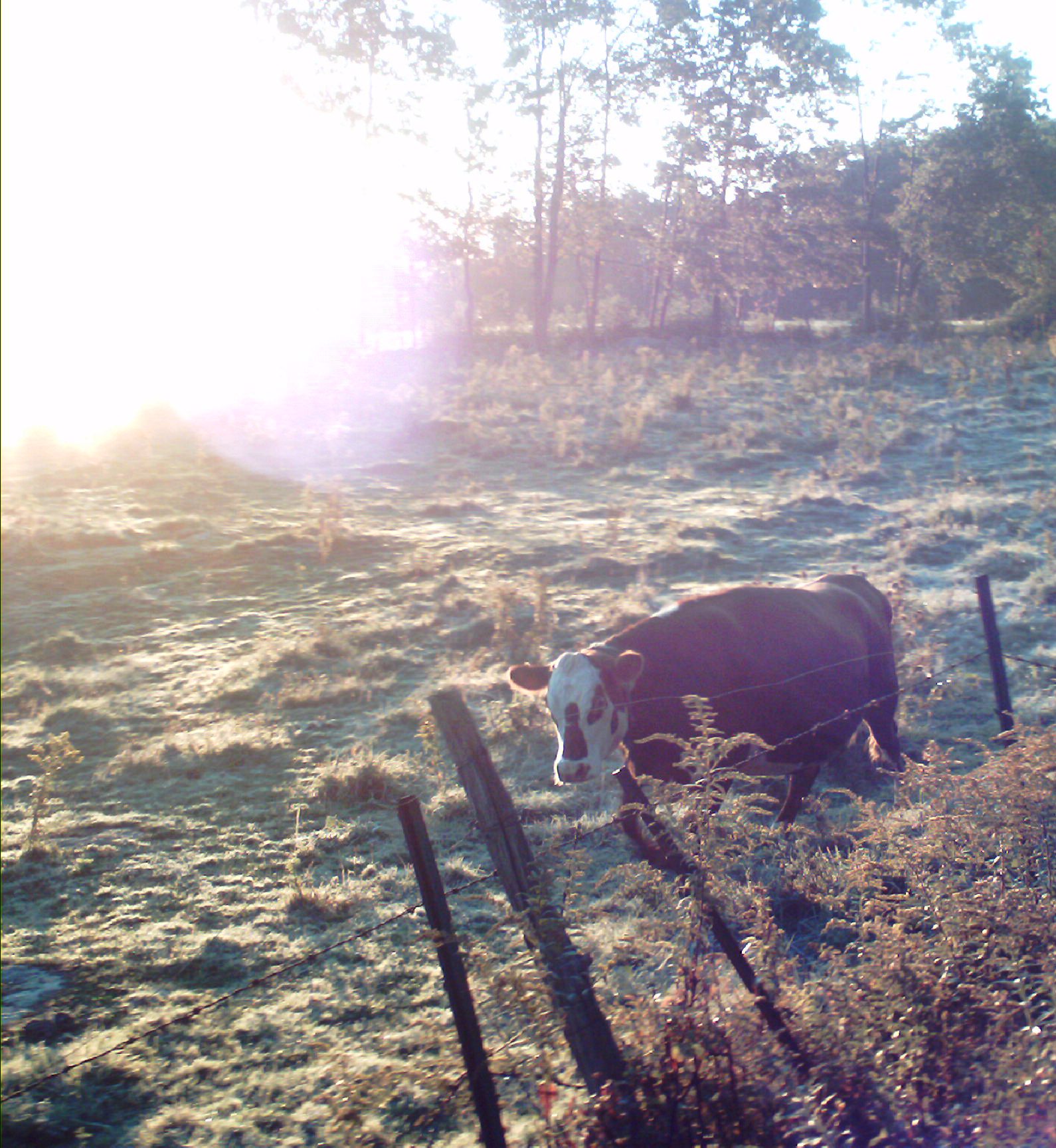 An Early Morning On The Farm  (user submitted)