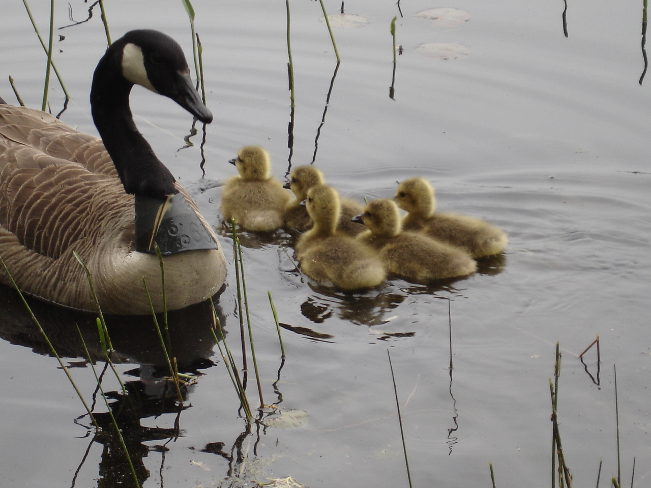 Canada Geese Family (user submitted)