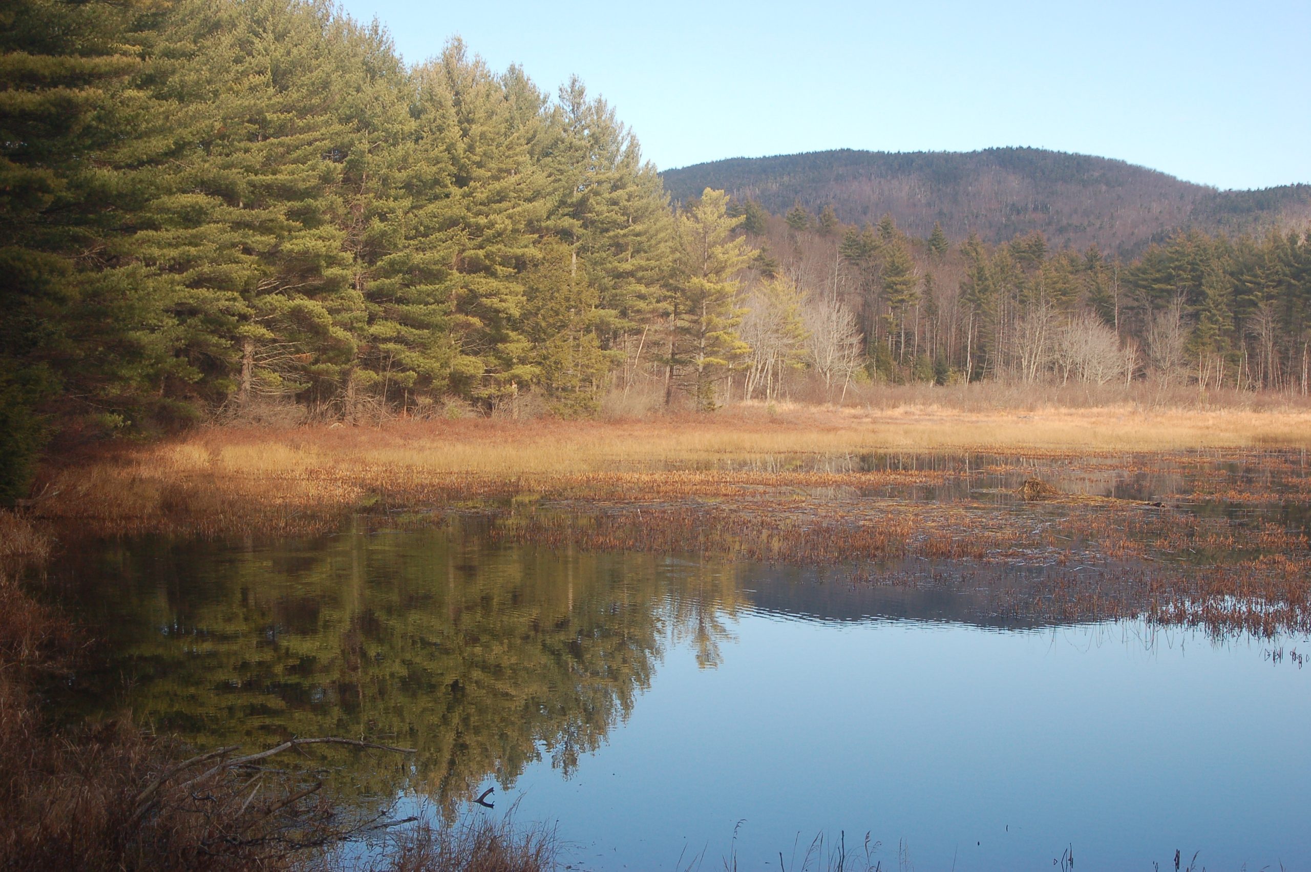 Beaver Pond (user submitted)