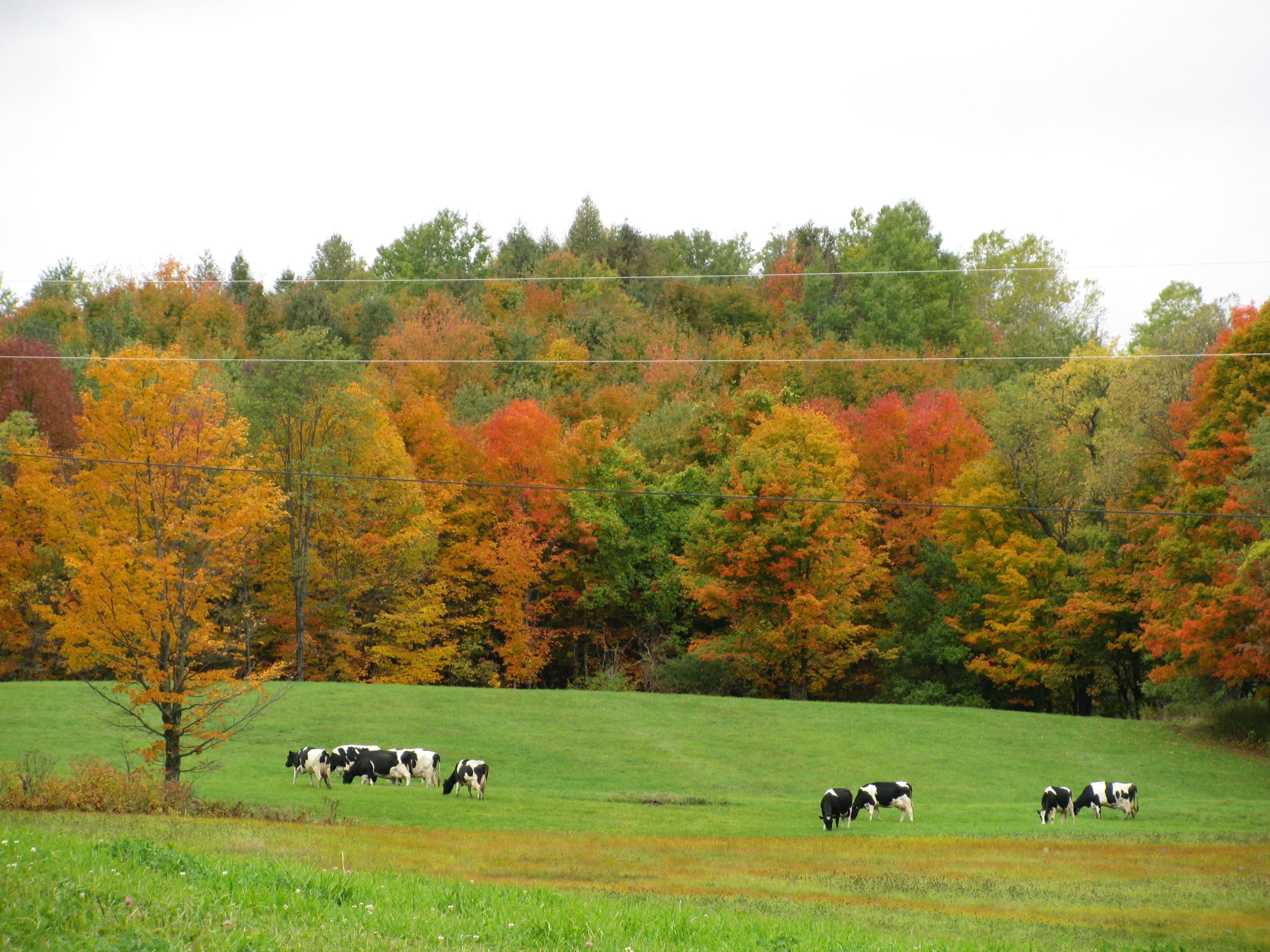 Cows Grazing (user submitted)