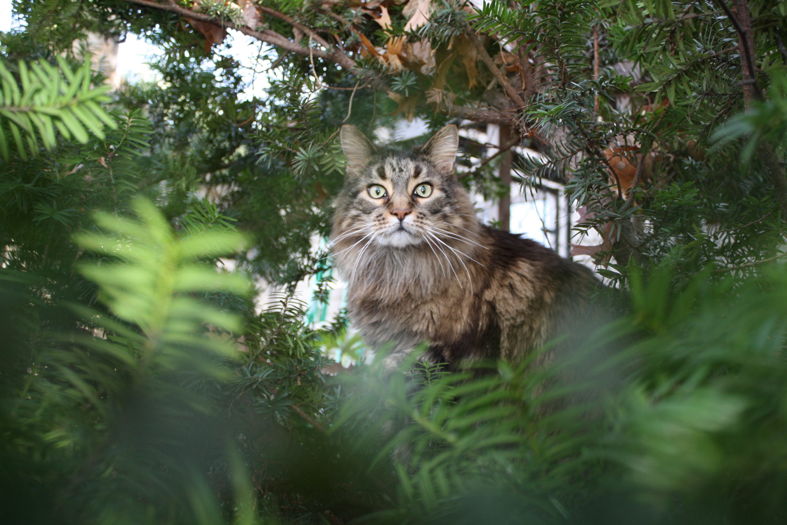 Cool Maine Coon  (user submitted)