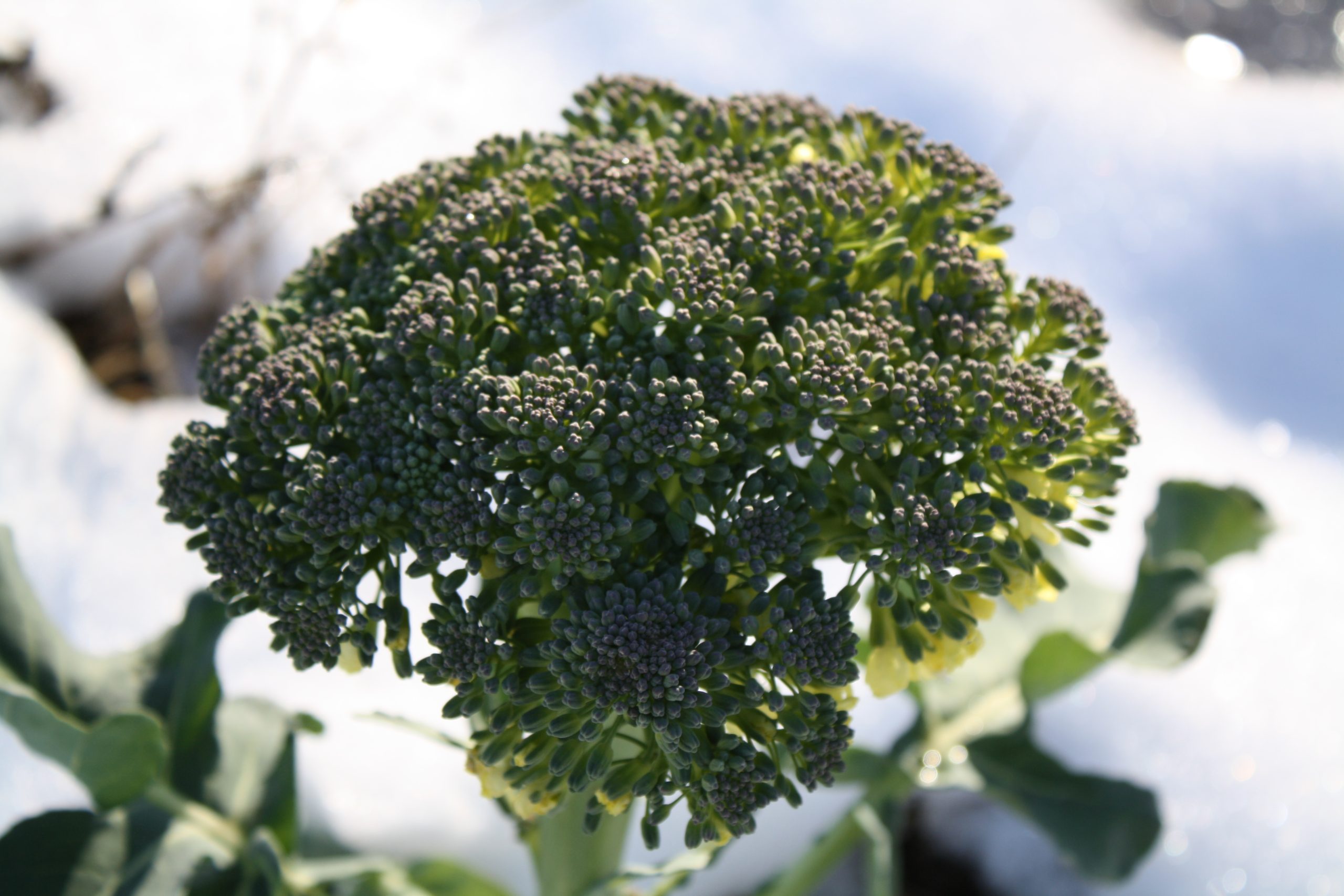 Snow Broccolli (user submitted)