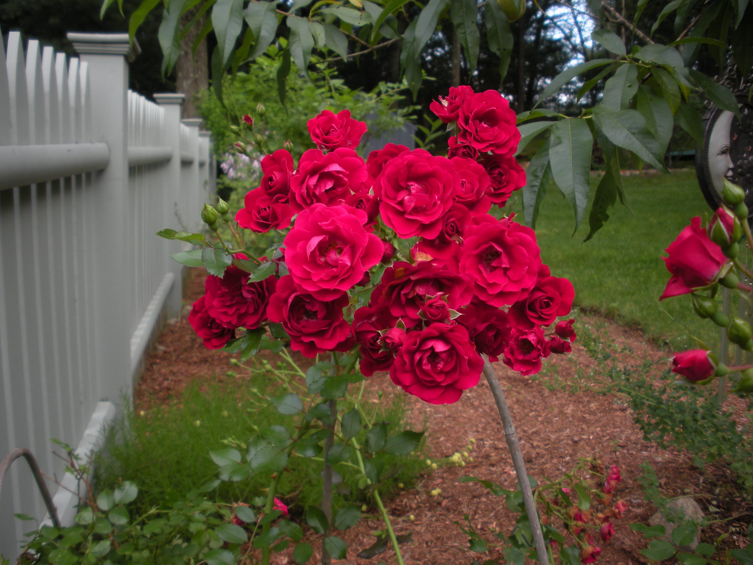 Red Rose Bouquet (user submitted)