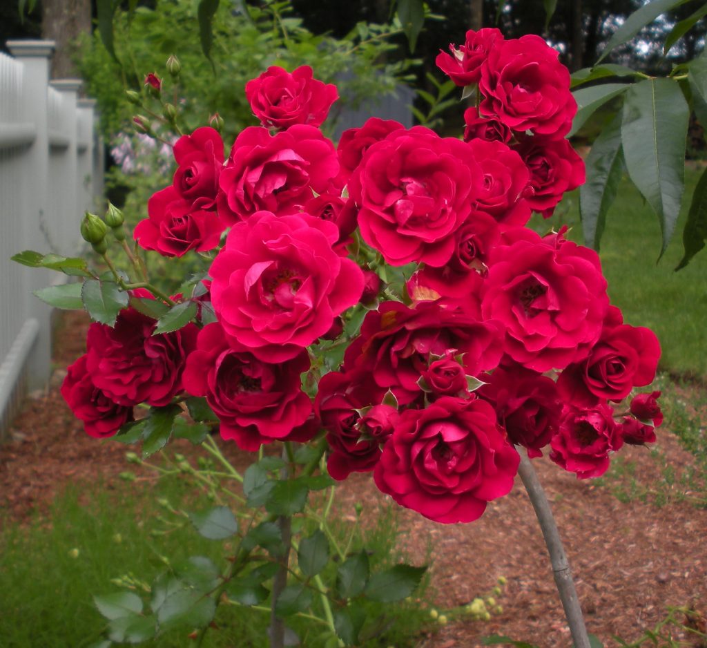 Two Dozen Roses