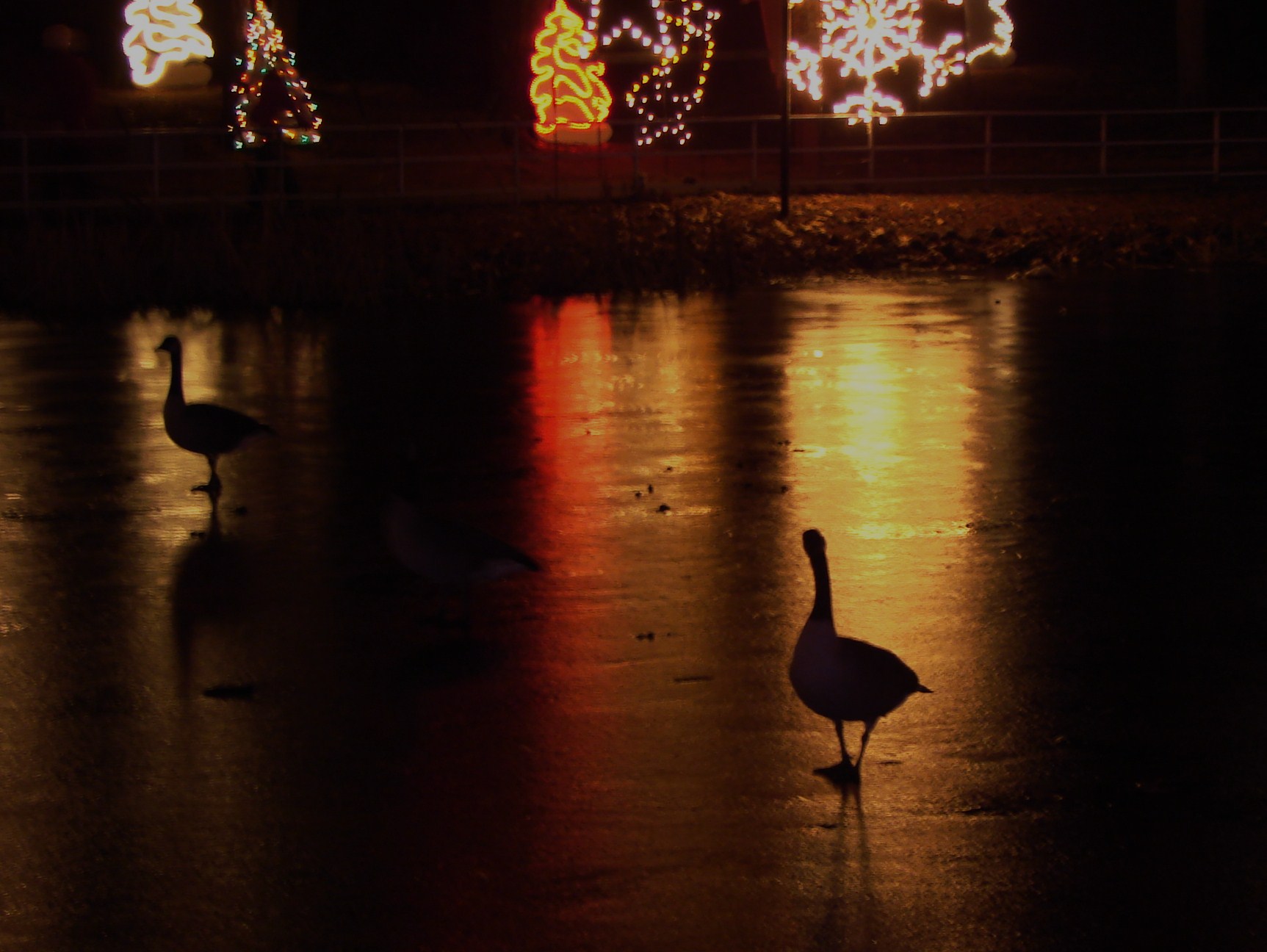 Geese On Lasalette Shrine Pond (user submitted)