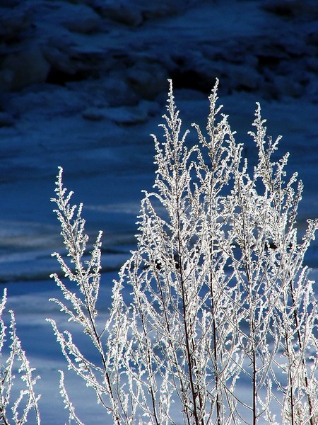 Winter Frost (user submitted)