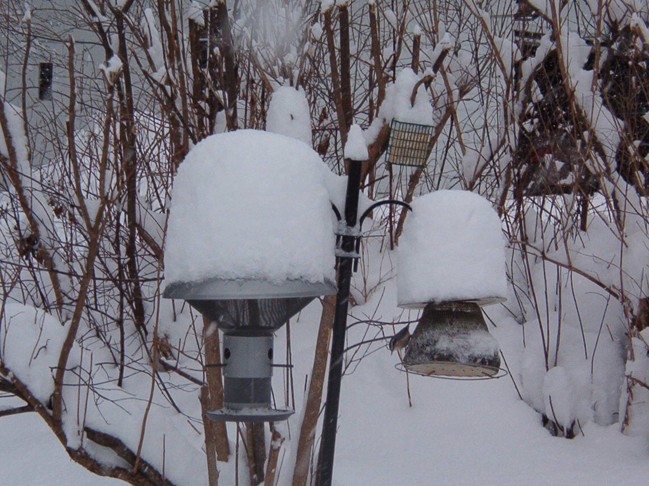Bird Feeders In The Snow (user submitted)