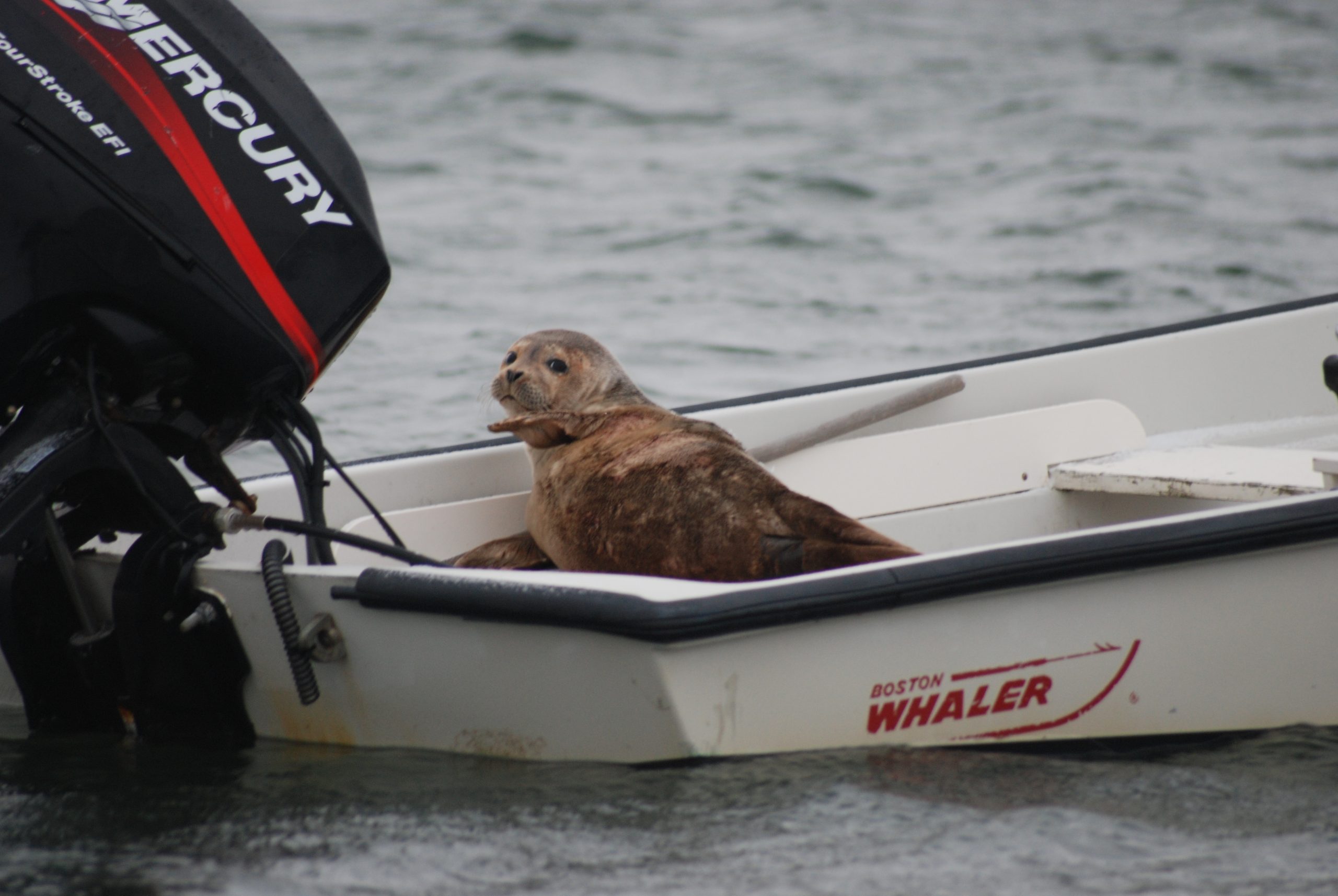 Seal Waiting For Captain (user submitted)