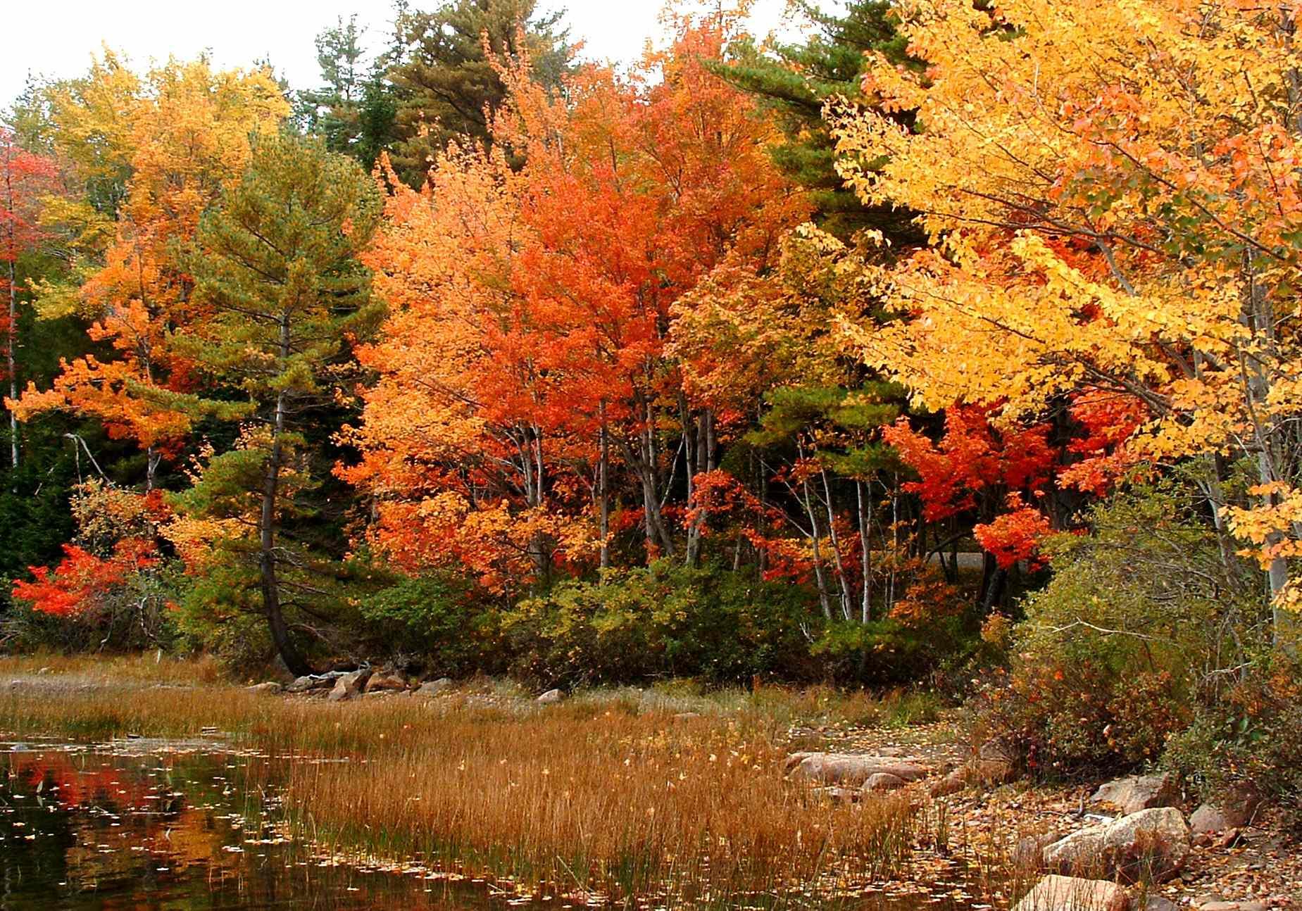 Autumn In Acadia (user submitted)