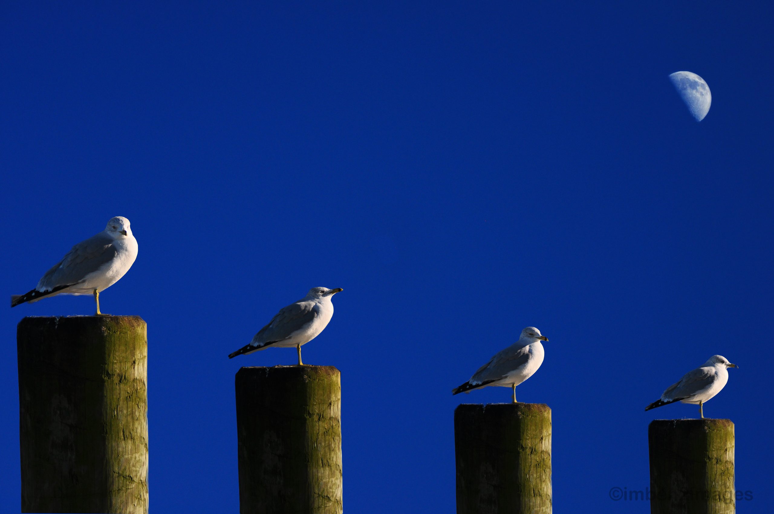 Four Gulls &amp; The Moon  (user submitted)