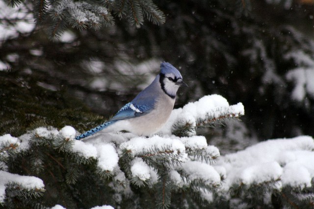 Blue Jay In Snow (user submitted)