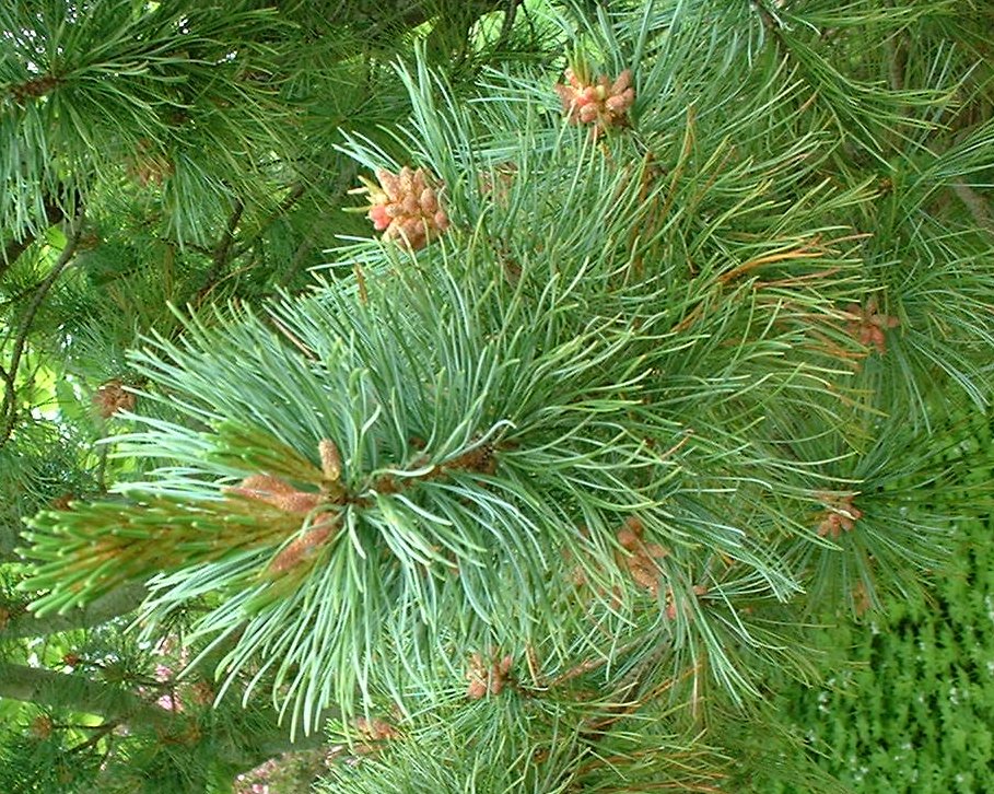 Pine In Spring (user submitted)