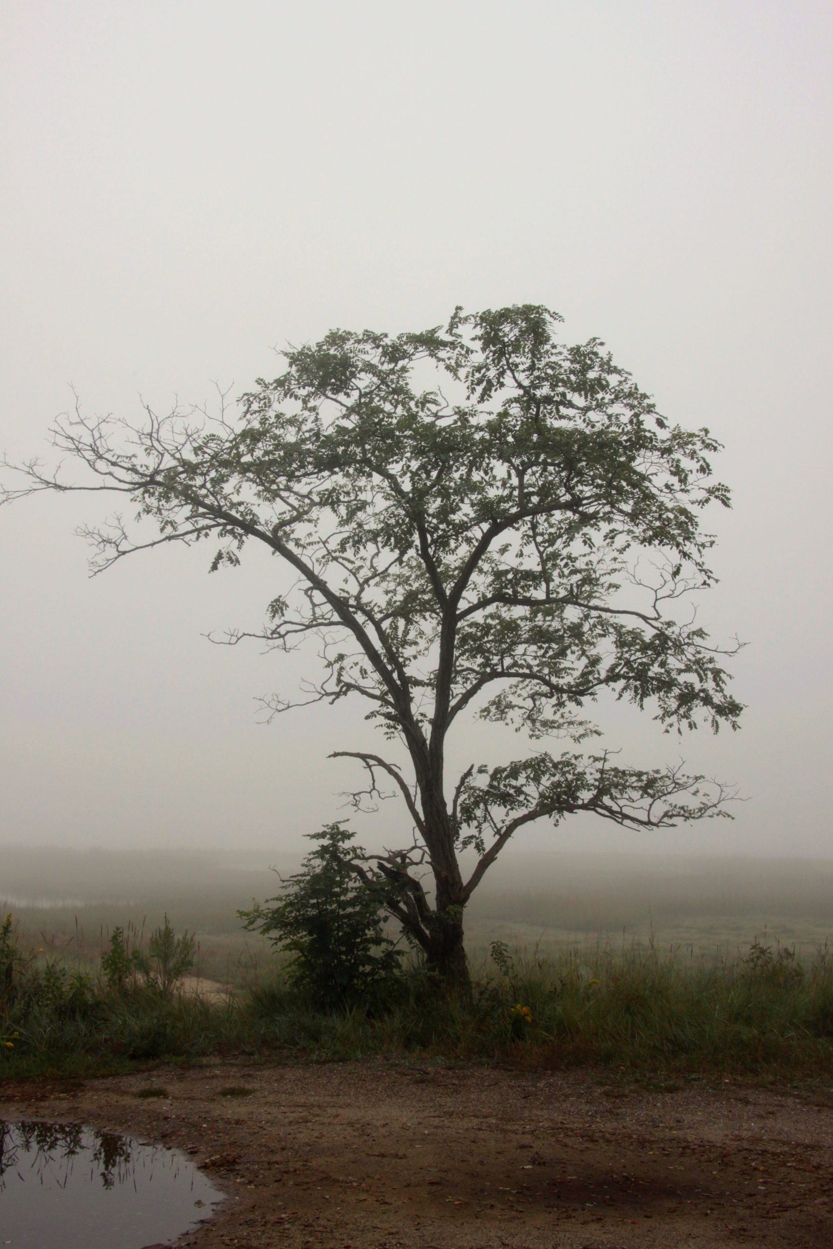 Misty Tree (user submitted)