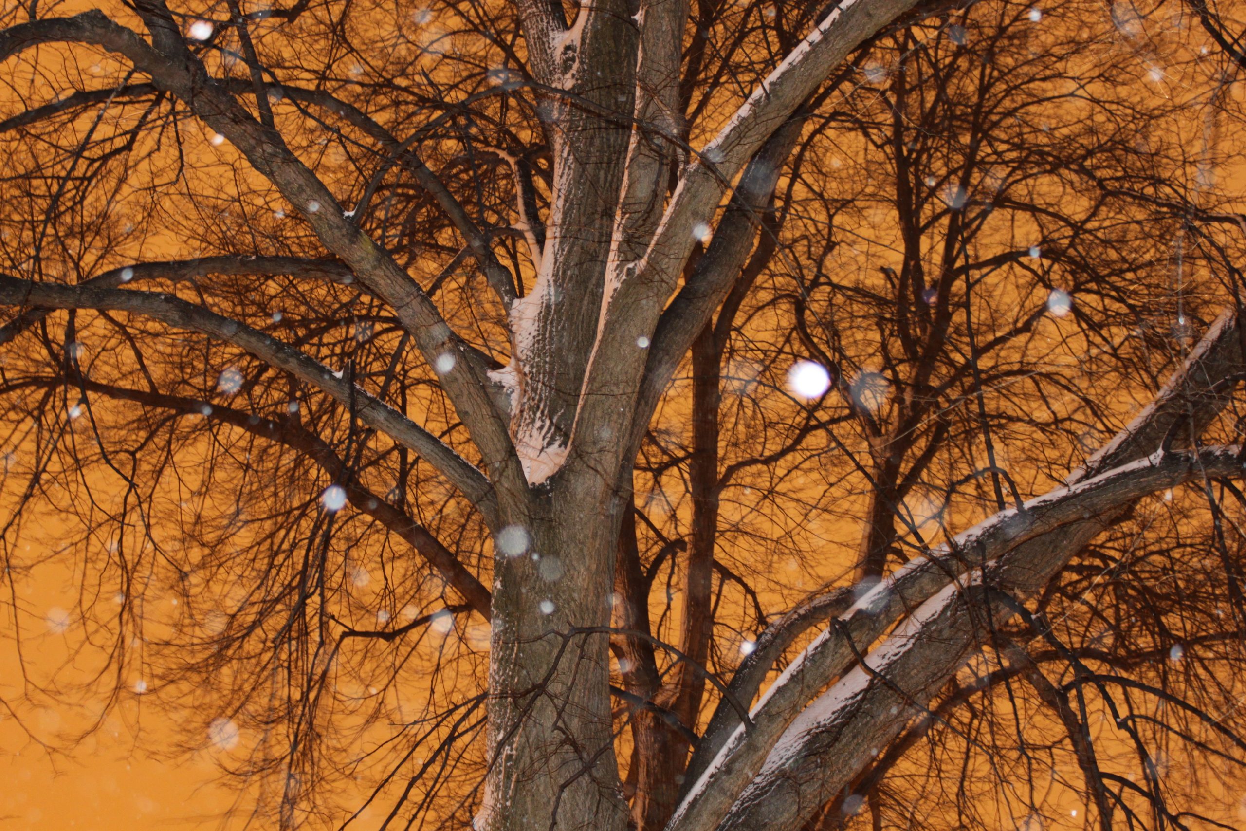Elm Tree Winters Night (user submitted)