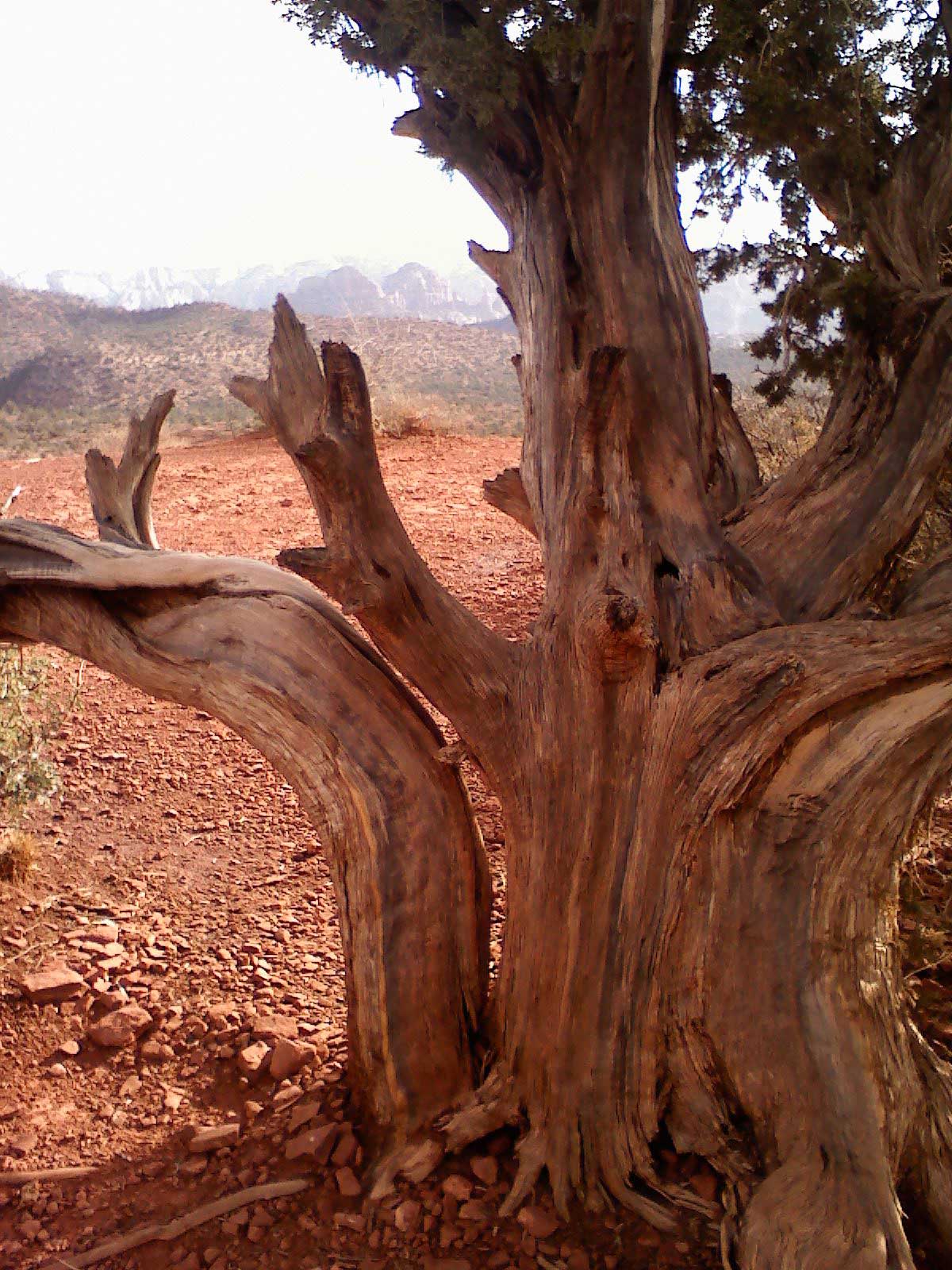 Sedona Tree