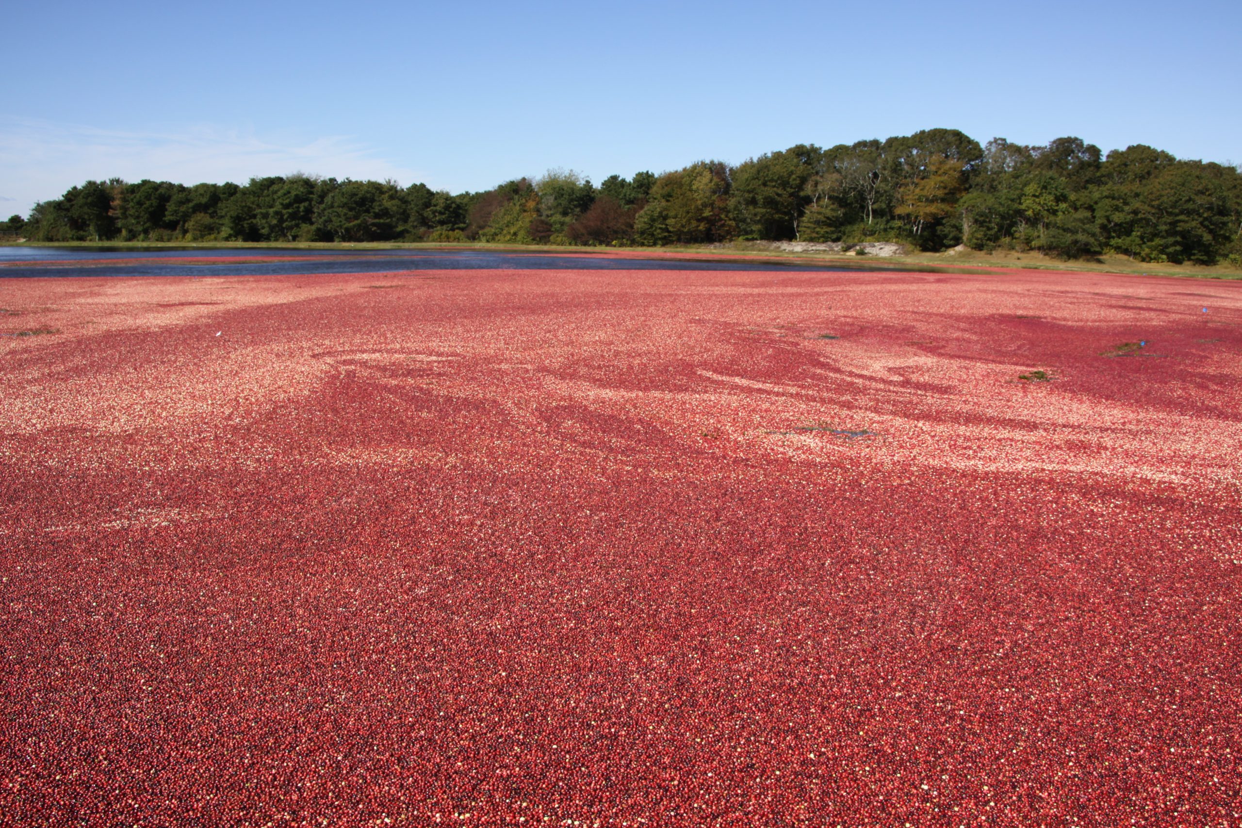 Cranberry Harvest (user submitted)