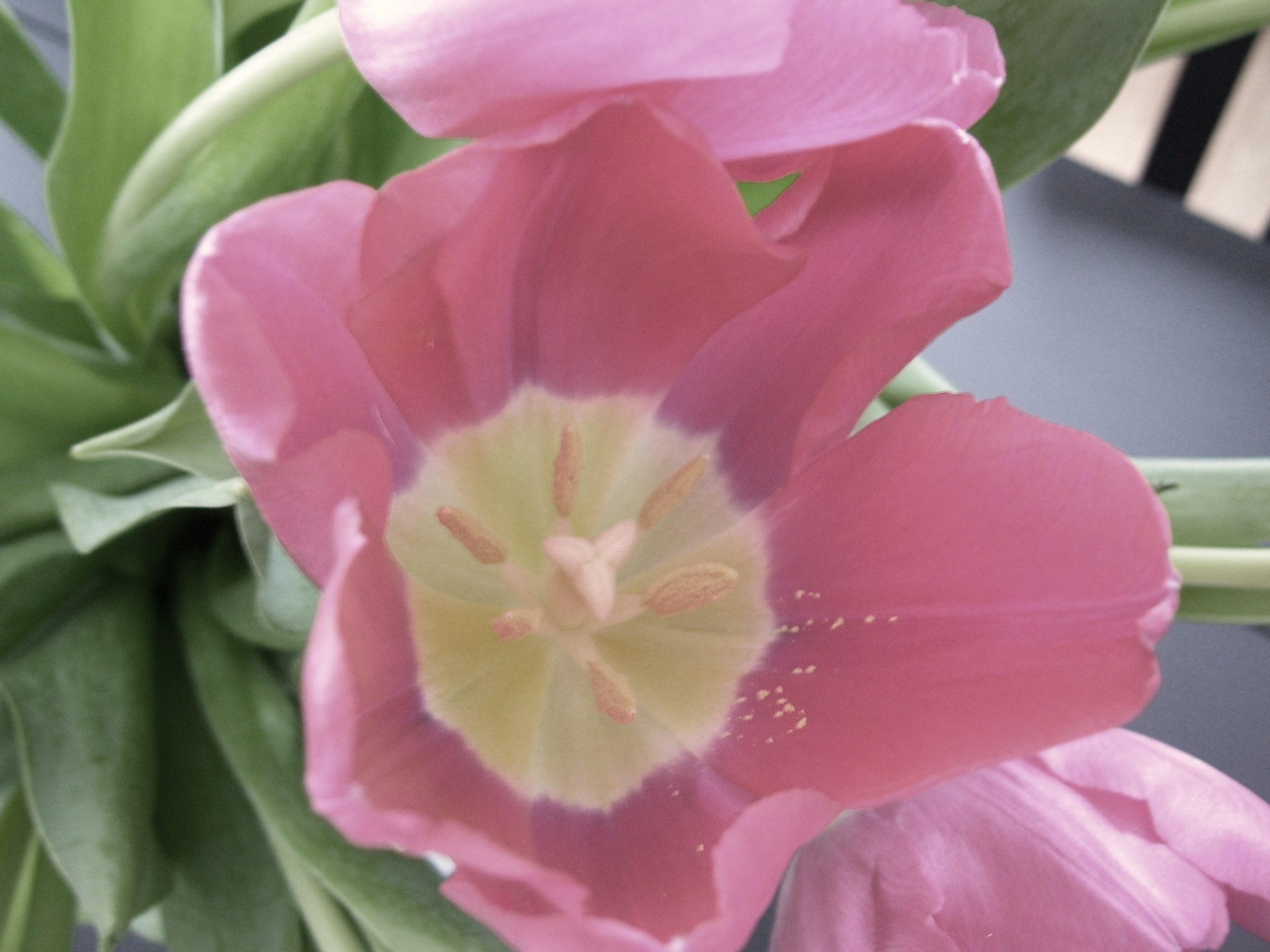 Rose Colored Tulip (user submitted)