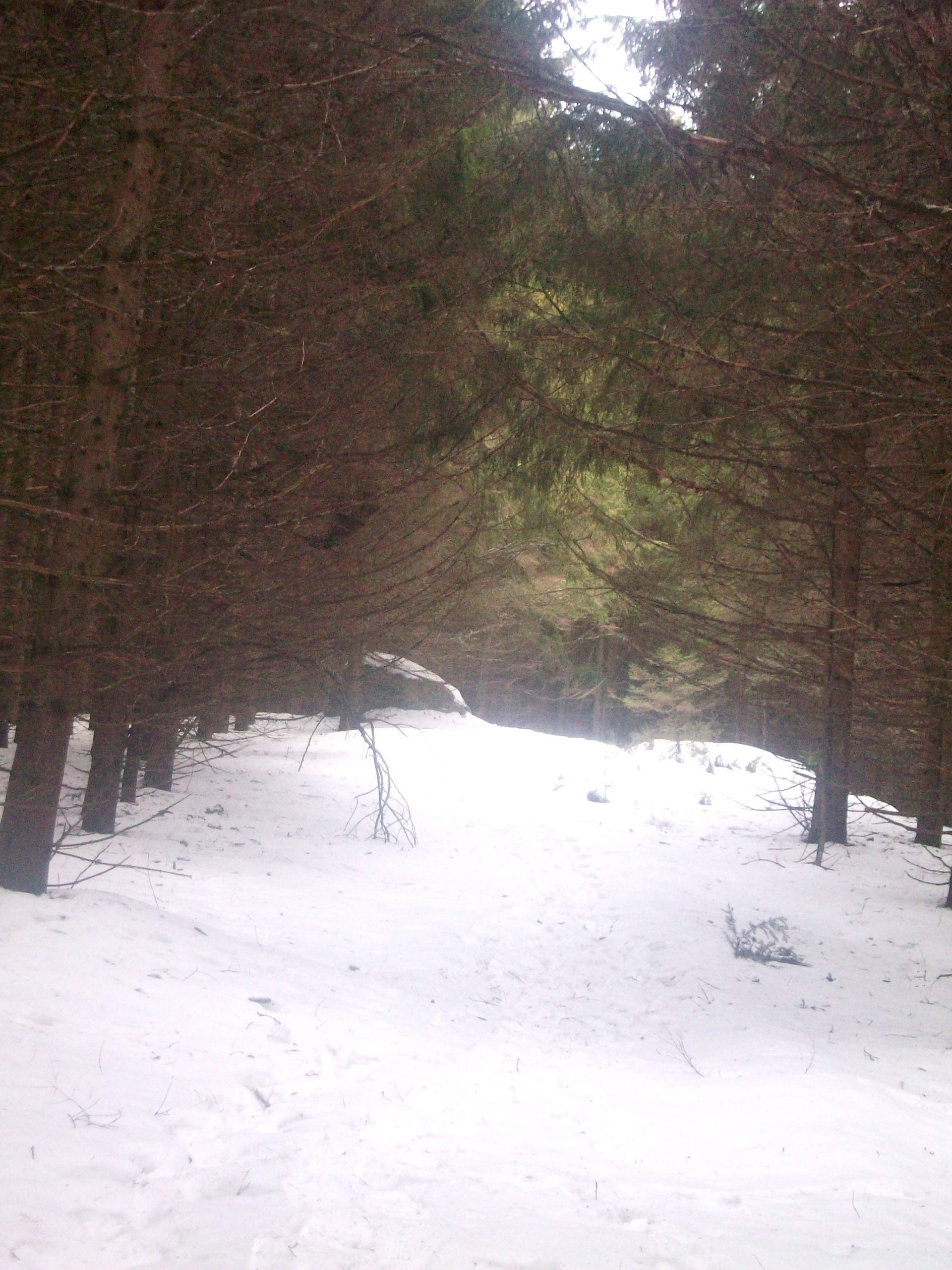 Snowy Forest Walk (user submitted)