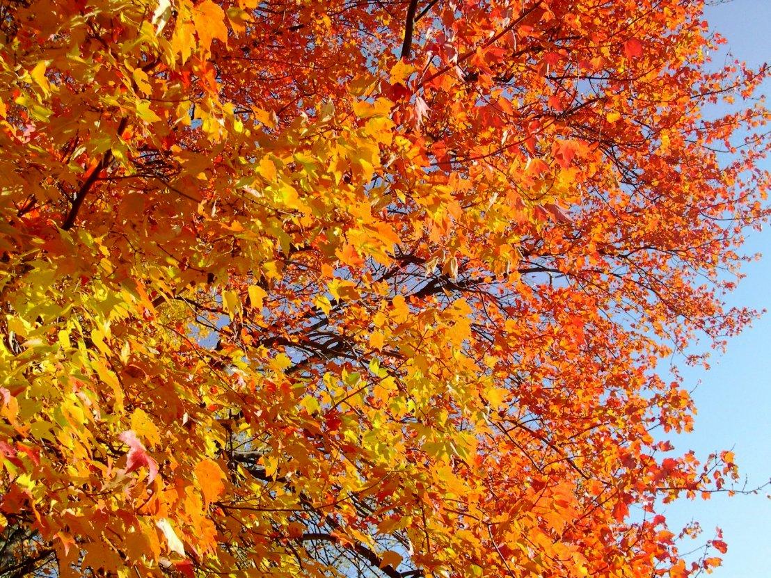 Fall Foliage New England