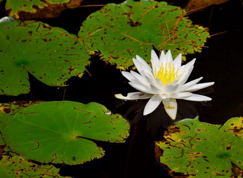 Water Lily - New England