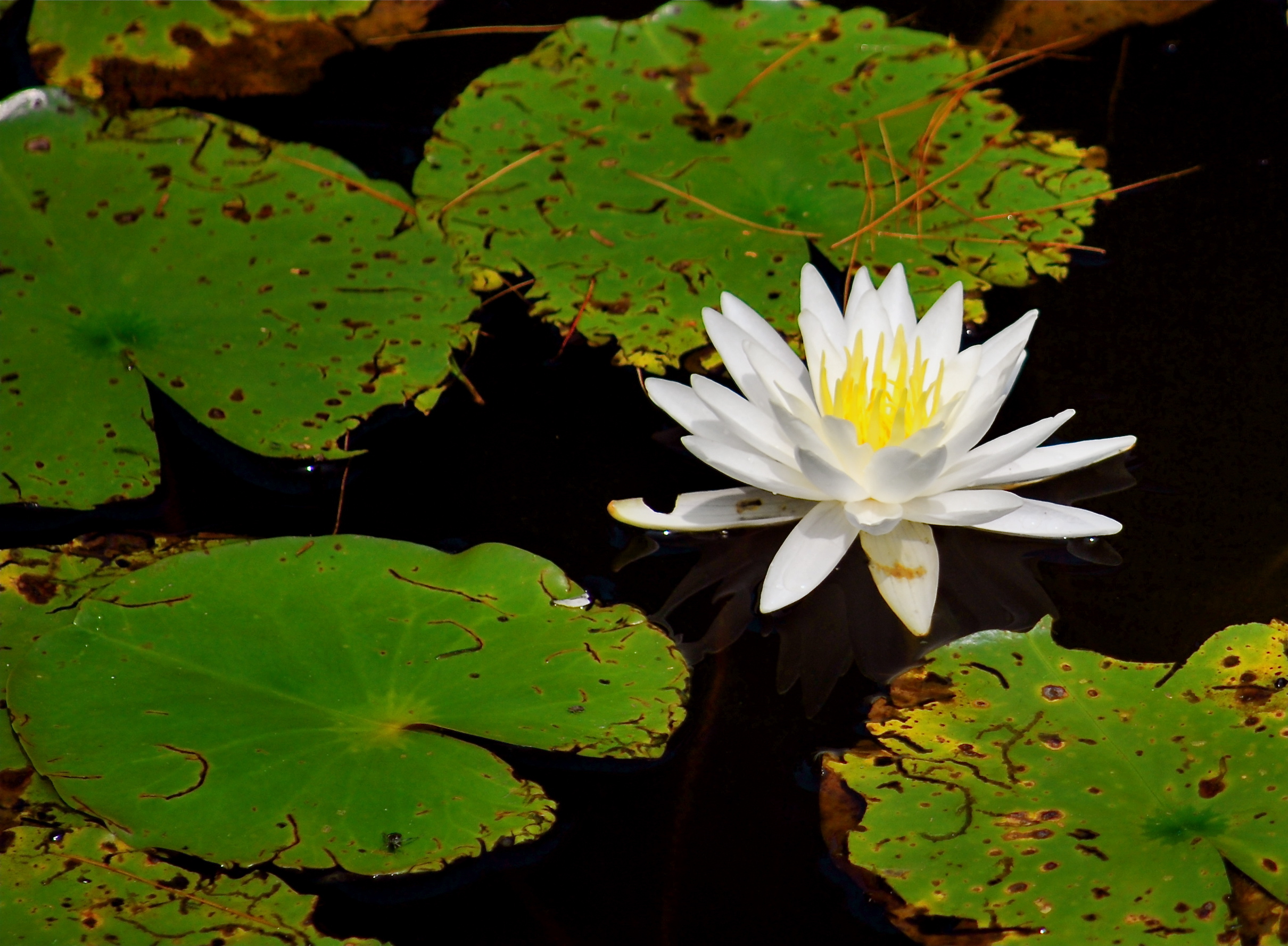 Water Lily (user submitted)