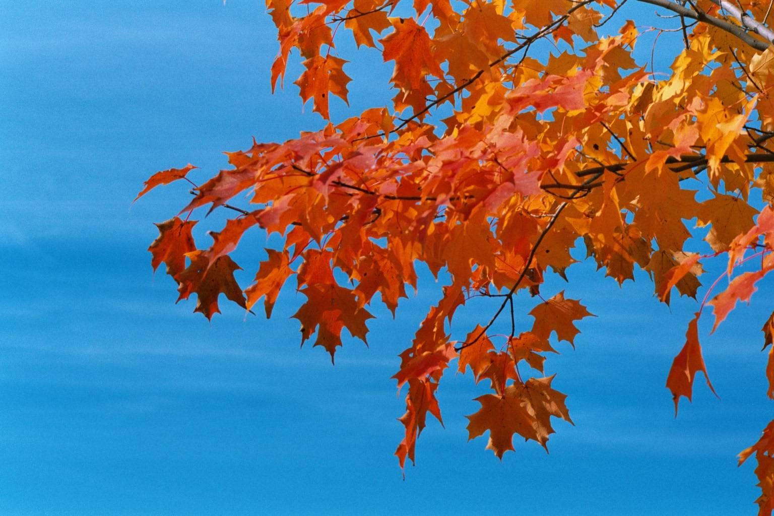 Maple On Blue Sky (user submitted)