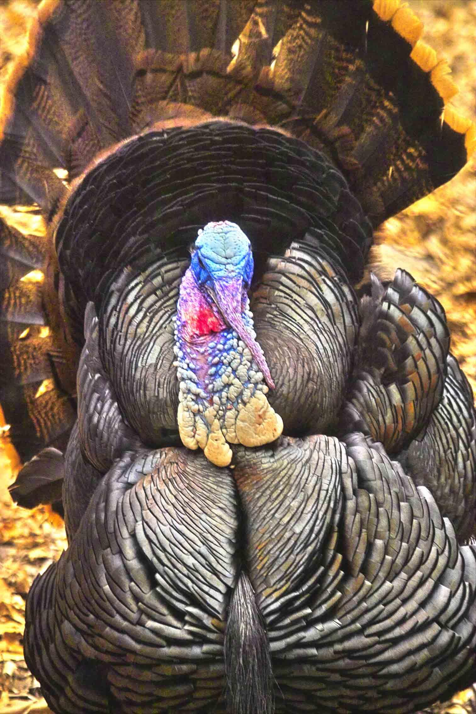 Turkey (user submitted)