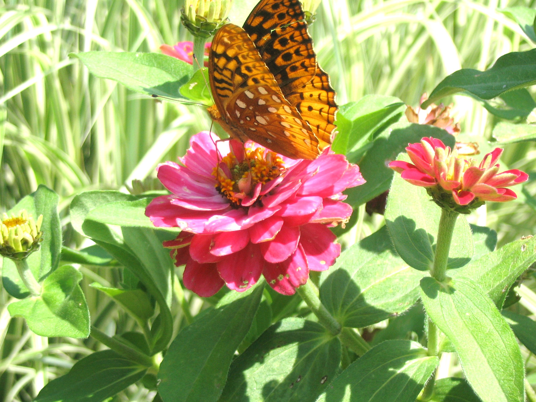 Butterfly On Flower (user submitted)