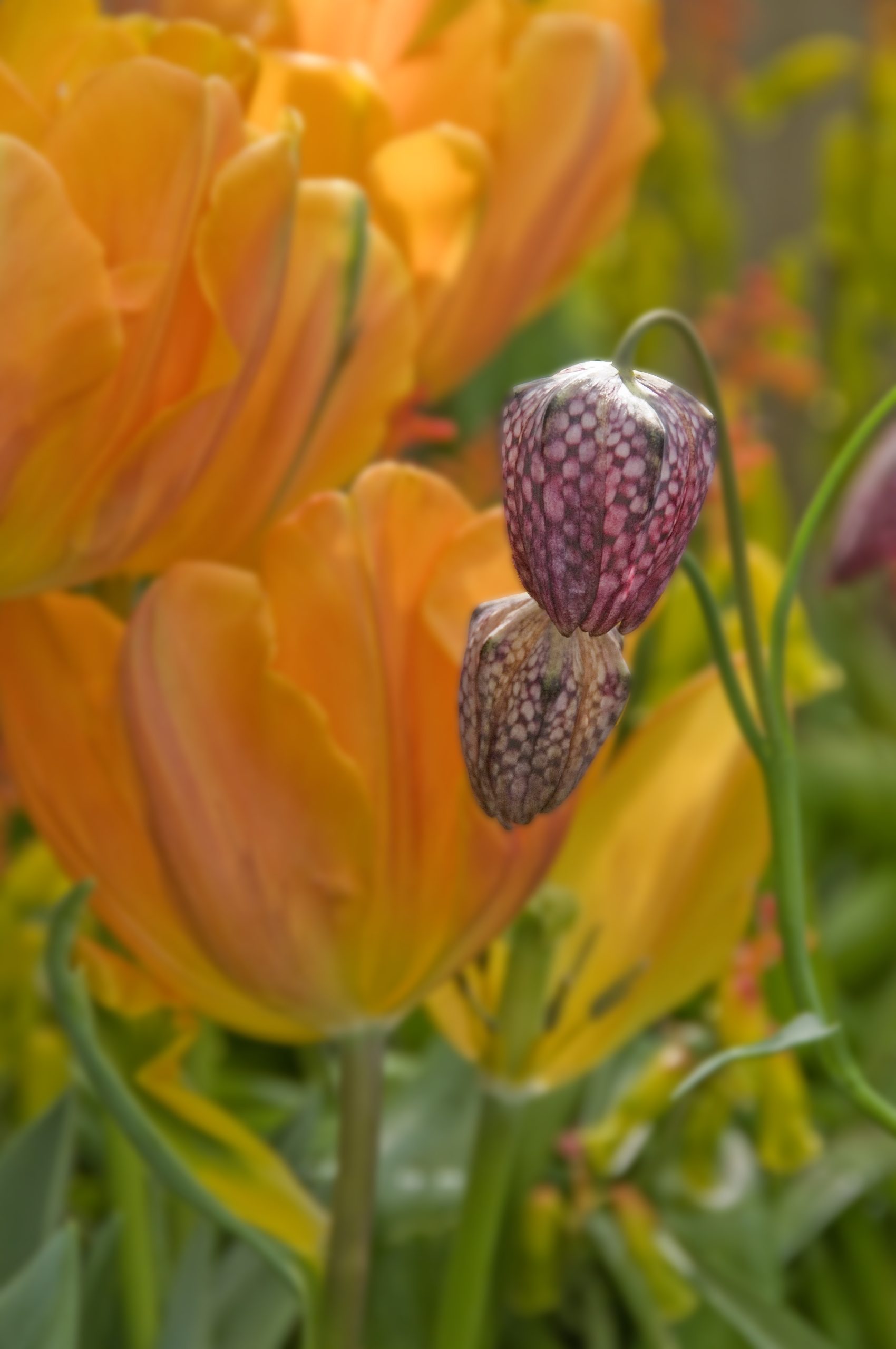 Fritillaria And Tulips (user submitted)